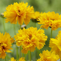 Coreopsis grandiflora Early Sunrise - Großblumige Coreopsis Early Sunrise (x3) - Blühende Stauden