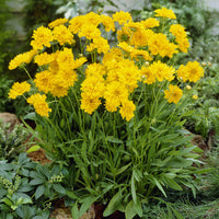 Großblumige Coreopsis Early Sunrise (x3) - Bakker