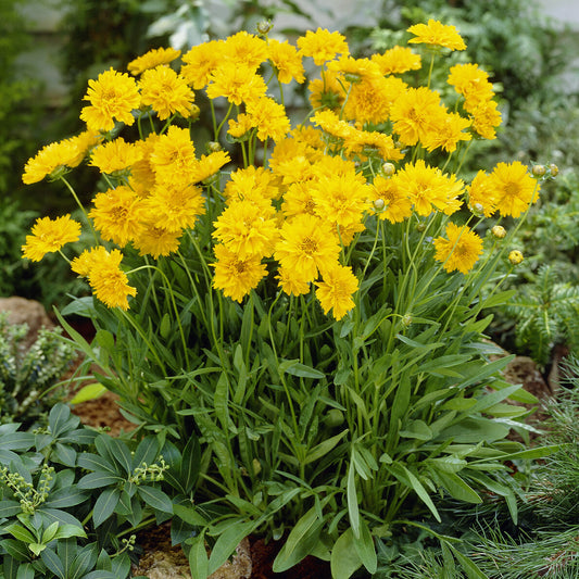 Großblumige Coreopsis Early Sunrise (x3)