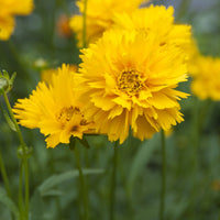 Großblumige Coreopsis Early Sunrise (x3) - Coreopsis grandiflora Early Sunrise - Bakker
