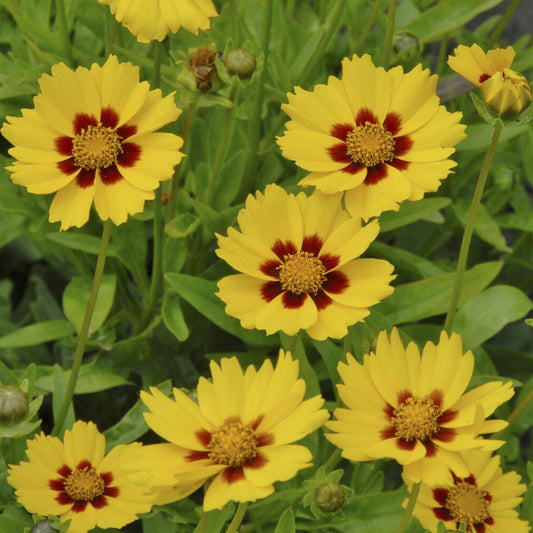 Lanzettliche Coreopsis Sterntaler (x3)