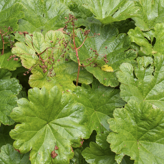 Schildblatt - Bakker