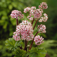 Schildblatt - Darmera peltata - Bakker