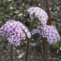 Darmera peltata - Schildblatt - Blühende Stauden