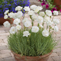 Grasnelke 'Haytor White' - Bakker