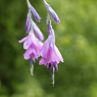 Dierama pulcherrimum - Wunderschöne Engelsrute - Stauden