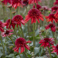 Echinacea Eccentric - Echinacea purpurea Eccentric - Bakker