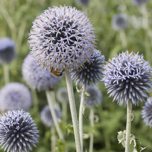 Azurblaue Kugel Veitchs Blue