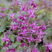 Stauden - Großblumige Elfenblumen Lilafee - Epimedium grandiflorum Lilafee