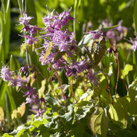 Epimedium grandiflorum Lilafee - Großblumige Elfenblumen Lilafee - Stauden