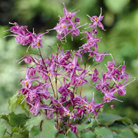 Großblumige Elfenblumen Lilafee - Epimedium grandiflorum Lilafee - Bakker