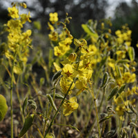 Blume der Elfen - Bakker