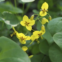 Blume der Elfen - Epimedium pinnatum subsp. colchicum - Bakker