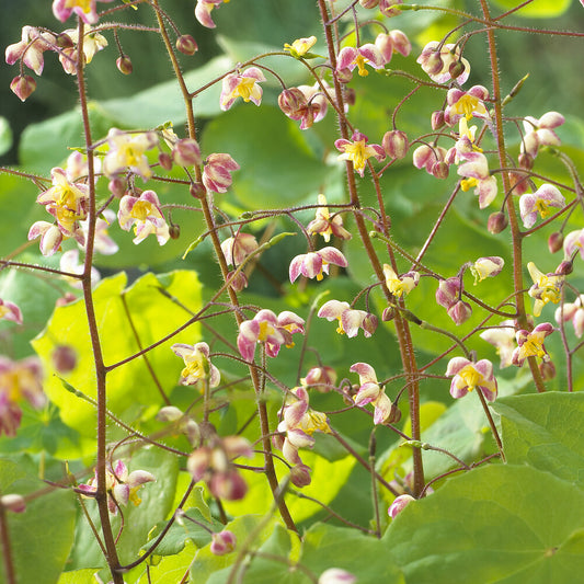 Elfenblume pubigerum