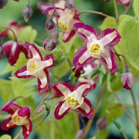 Verkauf Rote Elfenblume - Epimedium rubrum