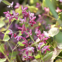 Rote Elfenblume - Bakker