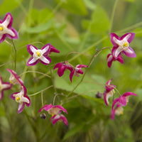 Rote Elfenblume - Epimedium rubrum - Bakker