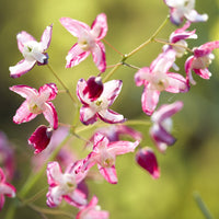 Stauden - Rote Elfenblume - Epimedium rubrum