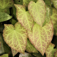 Epimedium rubrum - Rote Elfenblume - Stauden