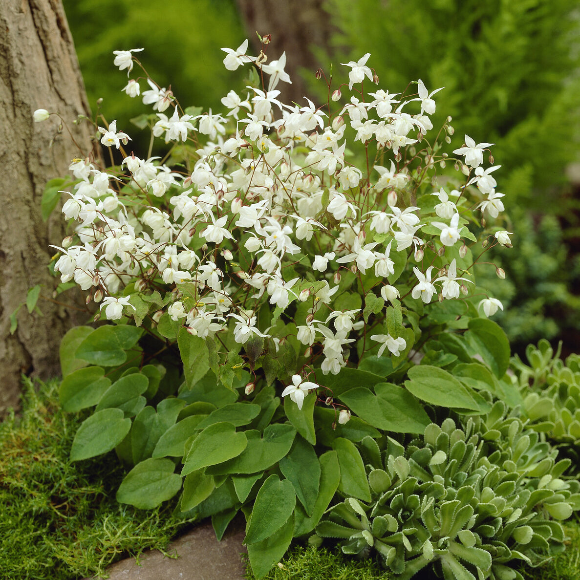 Epimedium youngianum Niveum - Elfenblume Niveum - Epimedium