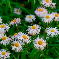 Erigeron Sommerneuschnee - Feinstrahl Sommerneuschnee - Erigeron