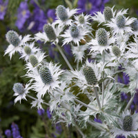 Eryngium giganteum - Riesige Panicaut - Stauden