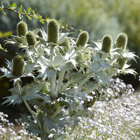 Riesige Panicaut - Bakker