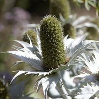 Stauden - Riesige Panicaut - Eryngium giganteum