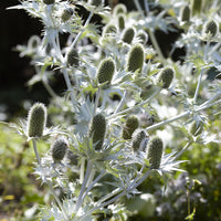 Riesige Panicaut - Eryngium giganteum - Bakker