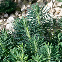 Walzen-Wolfsmilch ‘Blue Wonder’ - Euphorbia characias blue wonder - Bakker
