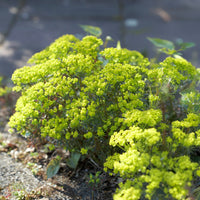 Wolfsmilch   - Zypressen-Wolfsmilch Clarice Howard - Euphorbia cyparissias clarice howard