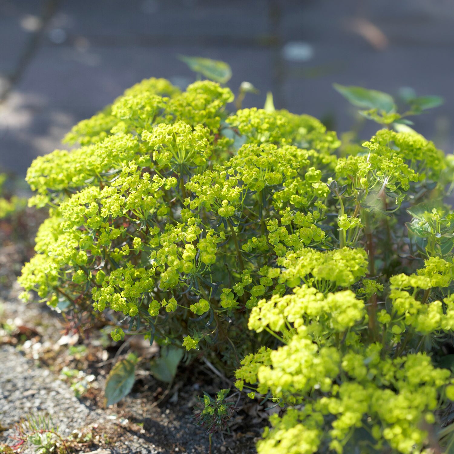 Wolfsmilch   - Zypressen-Wolfsmilch Clarice Howard - Euphorbia cyparissias clarice howard