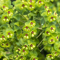 Martins Euphorbia - Bakker