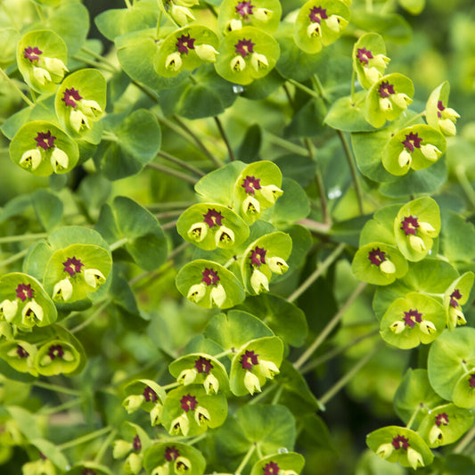 Martins Euphorbia