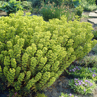 Euphorbia martinii - Martins Euphorbia - Stauden