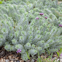 Stauden - Korsikanische Euphorbien (x3) - Euphorbia myrsinites