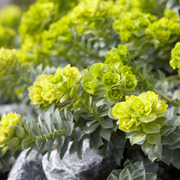 Korsikanische Euphorbien (x3) - Euphorbia myrsinites - Bakker