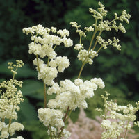 Stauden - Mädesüß Plena - Filipendula ulmaria Plena