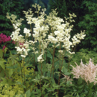 Mädesüß Plena - Filipendula ulmaria Plena - Bakker