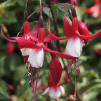 Fuchsia Madame Cornelissen - Fuchsia Madame Cornelissen - Fuchsien