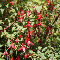 Fuchsien Riccartoniii - Fuchsia magellanica Riccartonii - Bakker