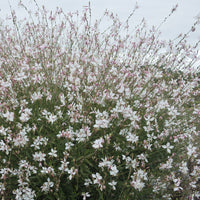 Gaura Short Form - Gaura lindheimeri Short Form - Bakker