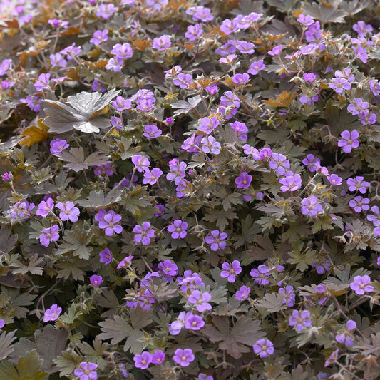 Staudengeranie Bob's Blunder - Bakker