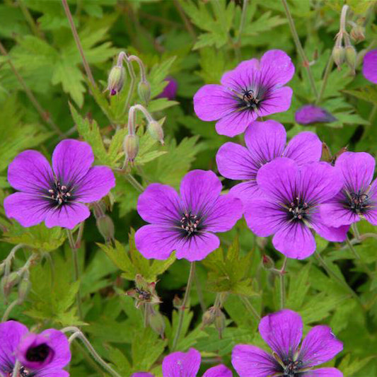 Geranium Ann Folkard - Bakker