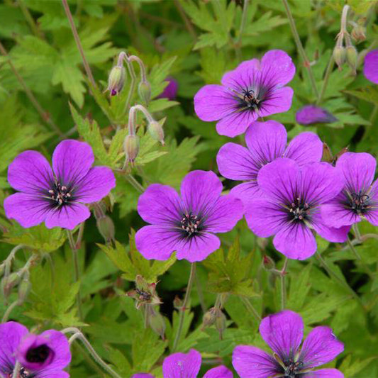 Geranium Ann Folkard