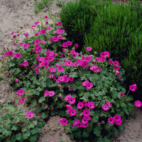 Geranium Ann Folkard - Geranium Ann Folkard - Geranien