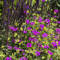 Geranium Anne Thomson - Geranium Anne Thomson - Geranien