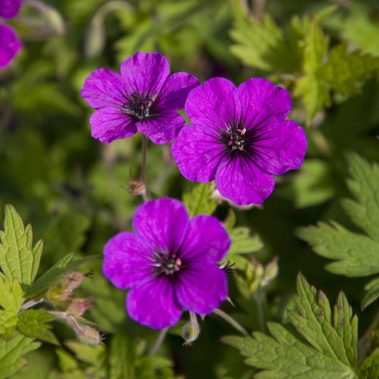 Geranium Anne Thomson - Bakker