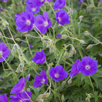 Geranium orion - Mehrjährige Geranie Orion - Geranien