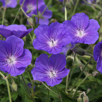 Mehrjährige Geranie Orion - Geranium orion - Bakker